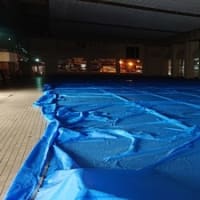11日目のようす