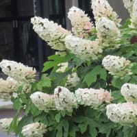 紫陽花