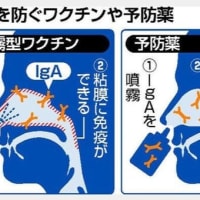 鼻から感染防ぐ噴霧型ワクチンや予防薬、開発進む…粘膜にＩｇＡ抗体増やす