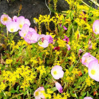 万年草の中に咲く花たち