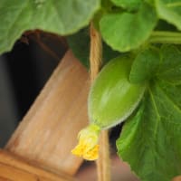 今年もベランダ菜園