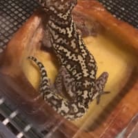 ソメワケササクレヤモリ