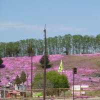 東もこと芝桜公園