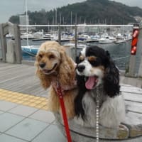伊豆旅行に行ってきました