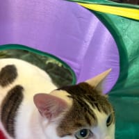 😽だから、おじちゃんも入ればいいのに。