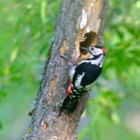 北海道で出会った鳥たち❽‼️    2025.6.20   撮影