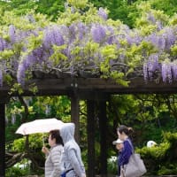 続）藤の花
