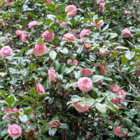 六義園の椿とフィボナッチ数列