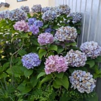今年は早かったあじさいの花の最後