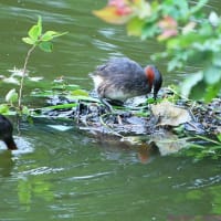 カイツブリ　巣造り