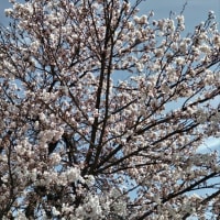 我が家の花