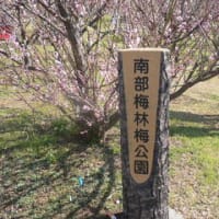 みなべ梅林