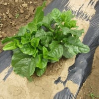 夏野菜出発