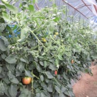 トマト連続摘芯栽培'24～第１基本枝収穫中で３回目の捻枝
