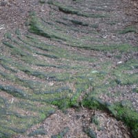 精進口登山道を歩く