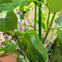 可愛い野菜