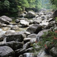 「苔むした風景、透き通った渓流、1000年以上のヤクスギなど屋久島の魅力が凝縮したコース」ヤクスギランドガイドツアー