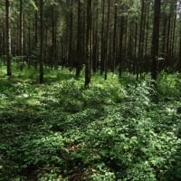 2025年7/4　スイレンの花が食べられた？