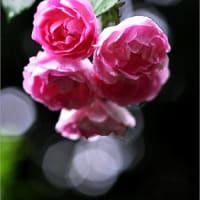 雨中の薔薇⑧