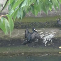 カワ鵜