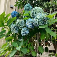 ノウゼンカズラ（凌霄花）