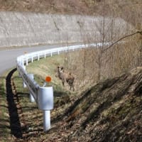 雪の回廊、草津志賀高原道路