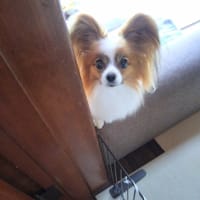 日本人は素晴らしい～
