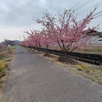 河津桜