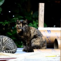 沖縄の猫たち　2024年2月　その21