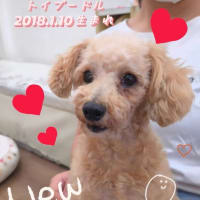 ララを迎えるまで③