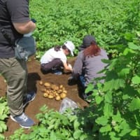 じゃがいも掘りプラン　開始！！！
