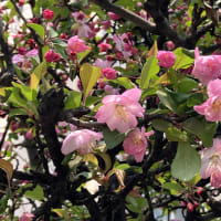 なんと海棠の花が・・・❀　鳩とお花見