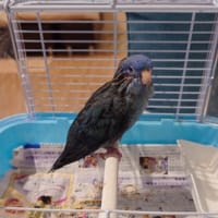 マルちゃんが軽い( ；∀；)