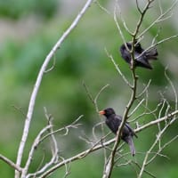 台湾南西部紀行　台中編　その３／カヤノボリ　タイワンオナガ　アカハラシキチョウ　クロヒヨドリ