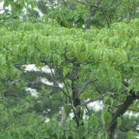 従妹に野菜貰う