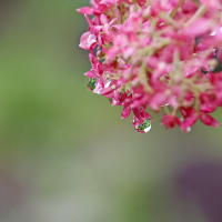紫陽花の庭で