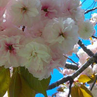 フゲンゾウ　八重桜
