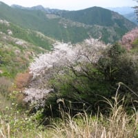 相津峠の山桜