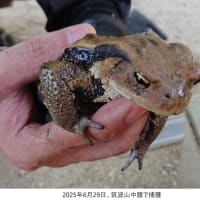 2025年6月29日（日）筑波山神社の風景　猛暑、それでも山好きの人は山に登る　