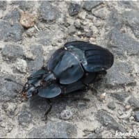 シデムシの仲間。