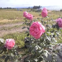 花火をみてきました。