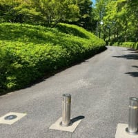 5月の公園、新緑の晴天がベストだった。