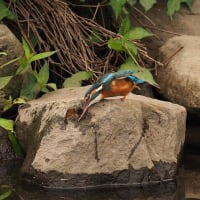 カワセミ