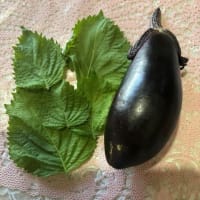 小さな家庭菜園で夏野菜三昧