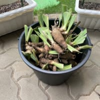 収穫？　(^_^)