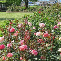 神戸バラ公園いこいの広場で見頃のバラの花を見てきました。