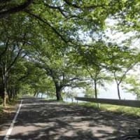 海津大崎の(葉)桜並木 in 滋賀県高島市マキノ町