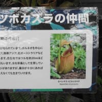 咲くやこの花館シリーズ　食虫植物展