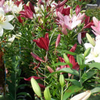　昨日の我が家の花