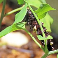 土合小の花壇にジャコウアゲハの幼虫が5匹いました